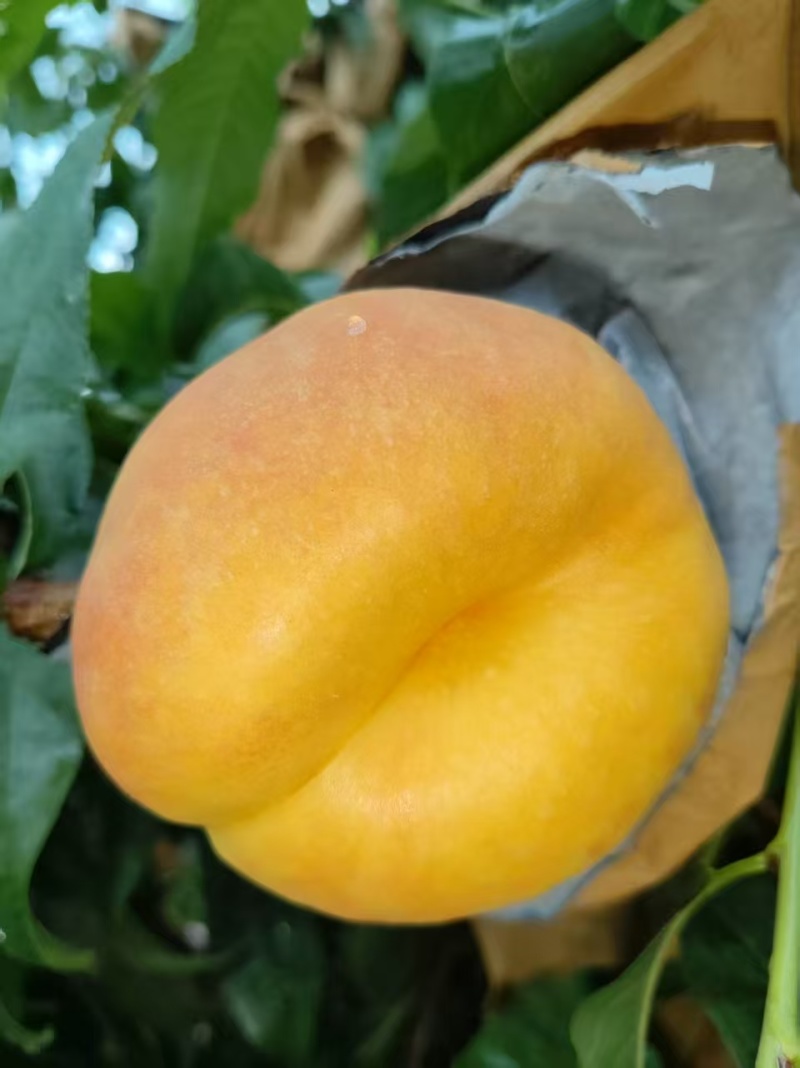 黄金油蟠桃蜜桃蟠7纸袋桃，种植基地，对接批发市场商超