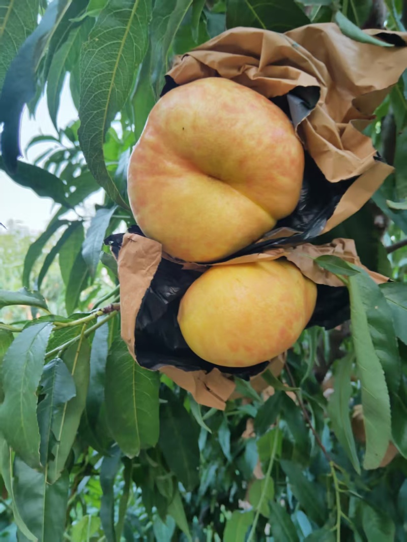 黄金油蟠桃蜜桃蟠7纸袋桃，种植基地，对接批发市场商超