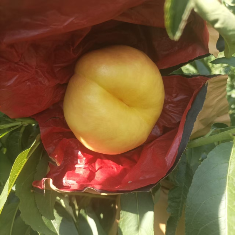 黄金油蟠桃蜜桃蟠7纸袋桃，种植基地，对接批发市场商超