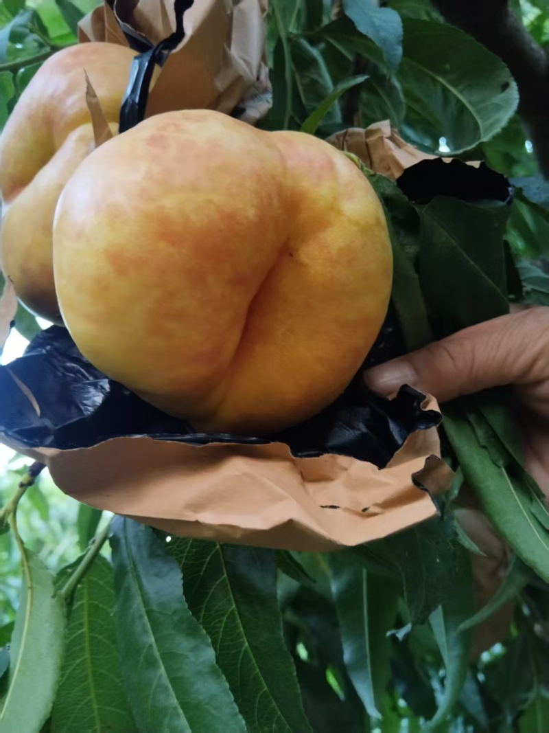 黄金油蟠桃蜜桃蟠7纸袋桃，种植基地，对接批发市场商超
