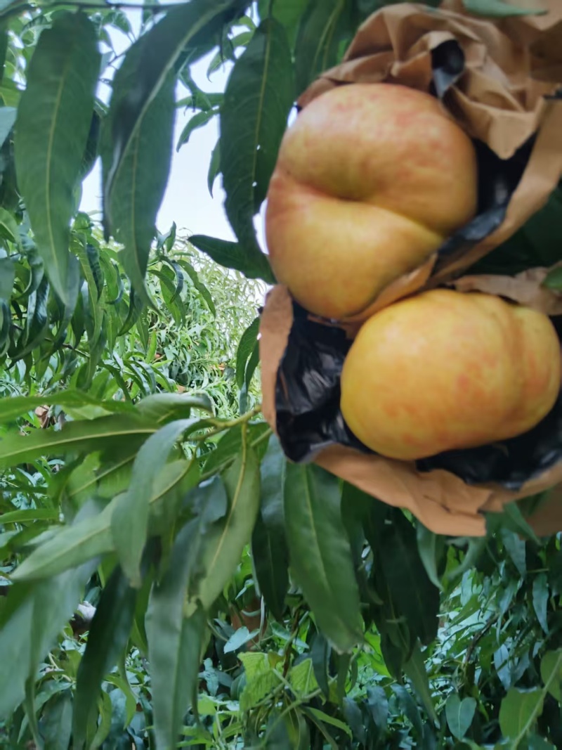 黄金油蟠桃蜜桃蟠7纸袋桃，种植基地，对接批发市场商超