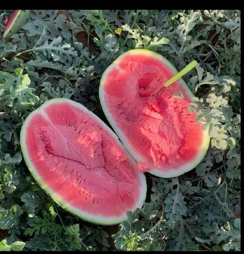 宁夏中卫硒砂西瓜，质量三包，专业验货团队西瓜超甜超好吃