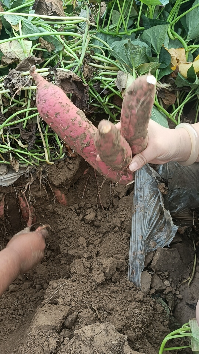 烟薯出货，原产地货全国各地发货，产地直发