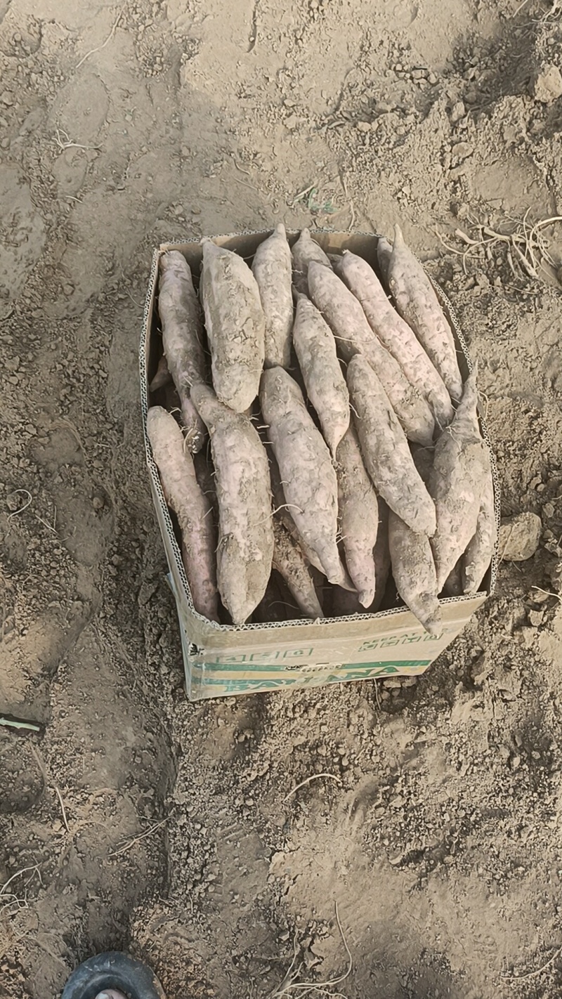烟薯出货，原产地货全国各地发货，产地直发