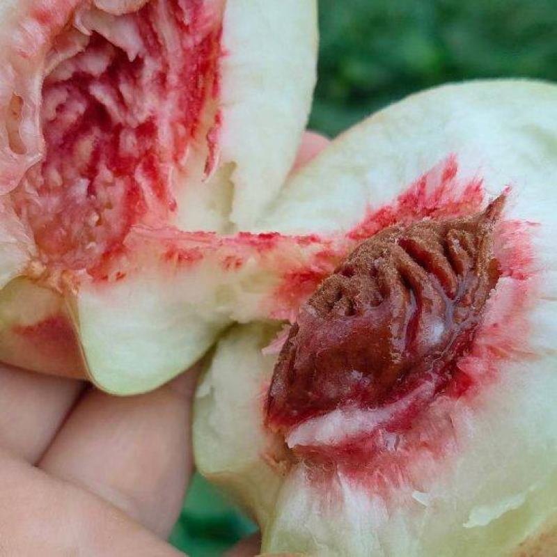 【产地急售】自家果园白花桃，现在开园上市