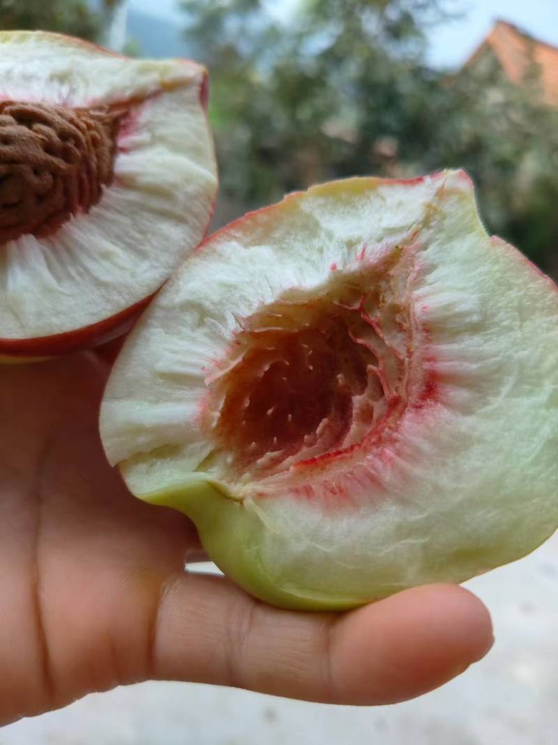 【产地急售】自家果园白花桃，现在开园上市