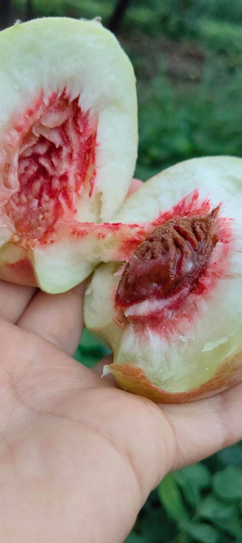 【产地急售】自家果园白花桃，现在开园上市