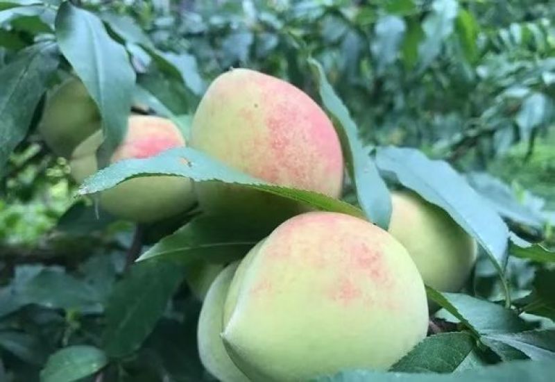 【产地急售】自家果园白花桃，现在开园上市