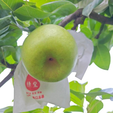 翠冠梨！脆冠梨！套袋翠冠梨！