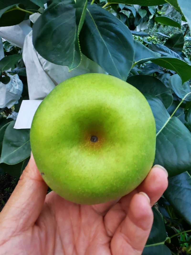 翠冠梨！脆冠梨！套袋翠冠梨！