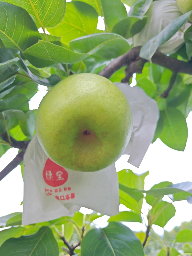 翠冠梨！脆冠梨！套袋翠冠梨！