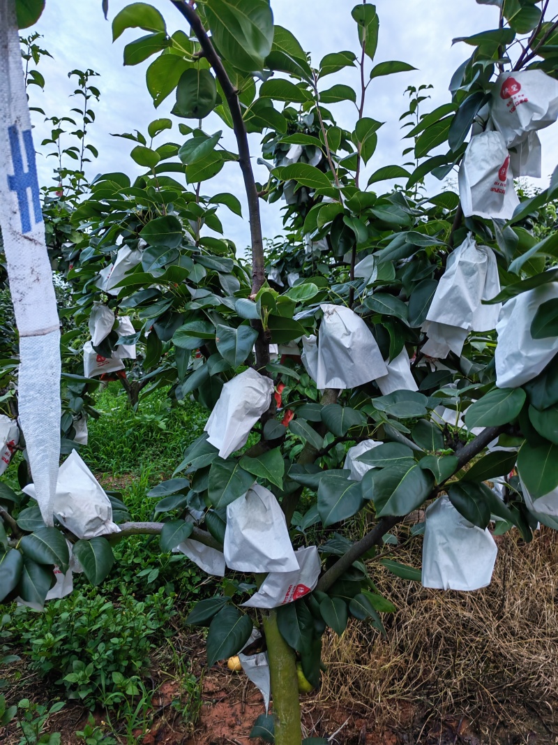 翠冠梨！脆冠梨！套袋翠冠梨！