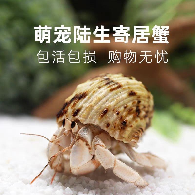 萌宠陆生寄居蟹懒宠必备户外活动伴侣