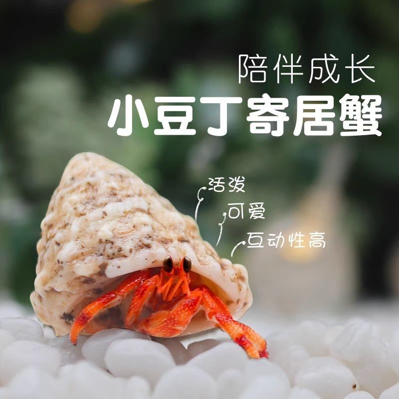 萌宠陆生寄居蟹懒宠必备户外活动伴侣