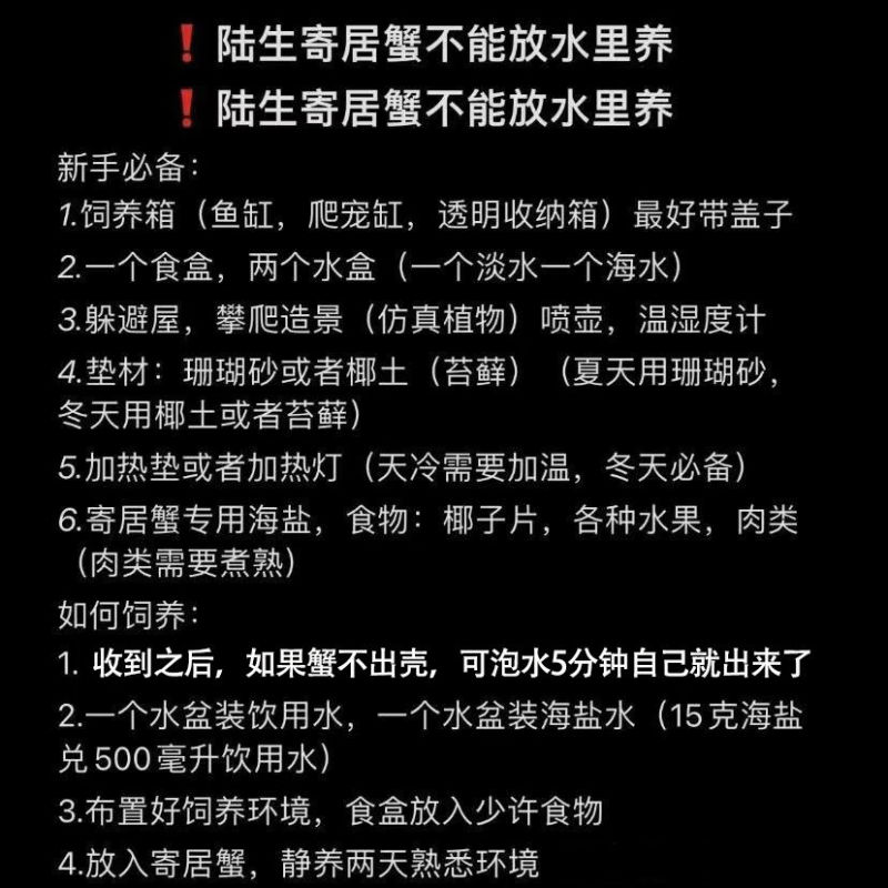 萌宠陆生寄居蟹懒宠必备户外活动伴侣