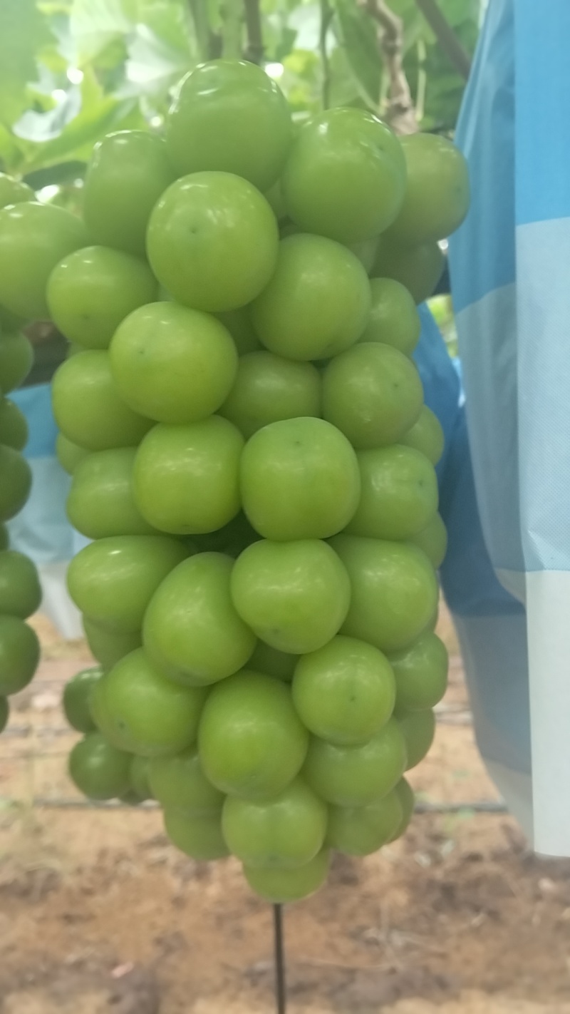 云南阳光量大从优