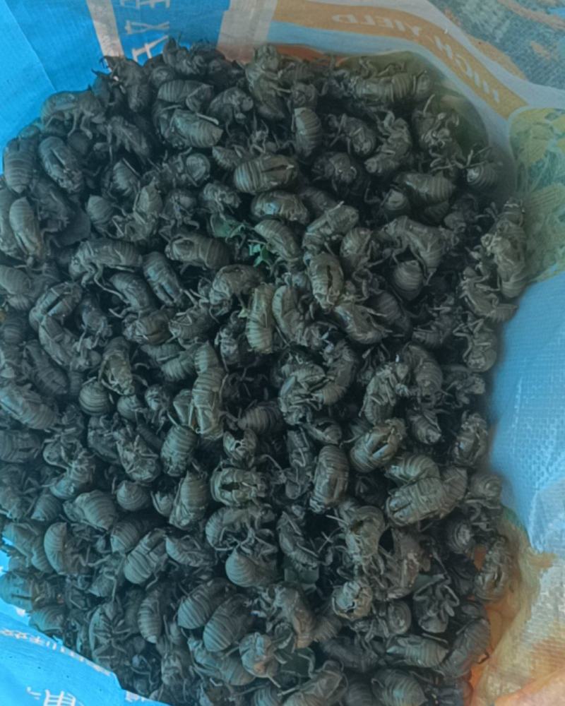 欢迎联系我们蝉蜕货源正规规格齐全品质保证
