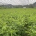 紫穗槐基地种植大量价格低，紫穗槐杯苗处理