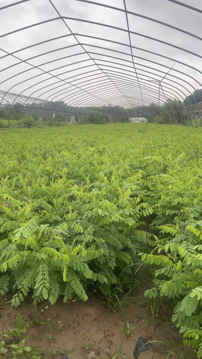 紫穗槐基地种植大量价格低，紫穗槐杯苗处理