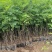 紫穗槐基地种植大量价格低，紫穗槐杯苗处理