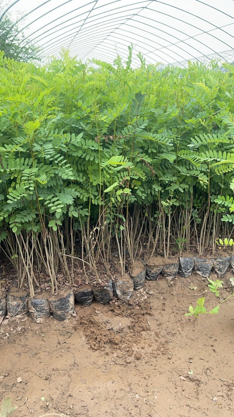 紫穗槐基地种植大量价格低，紫穗槐杯苗处理