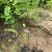 紫穗槐基地种植大量价格低，紫穗槐杯苗处理