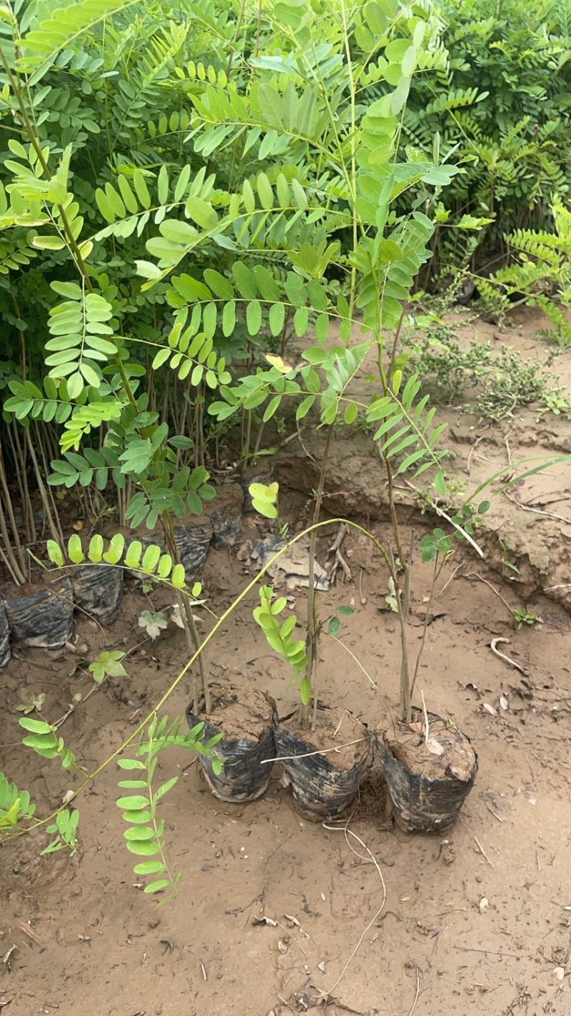 紫穗槐基地种植大量价格低，紫穗槐杯苗处理
