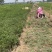 紫穗槐基地种植大量价格低，紫穗槐杯苗处理