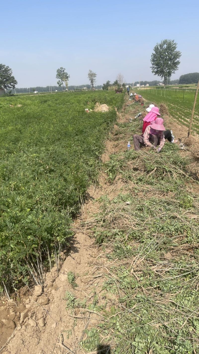 紫穗槐基地种植大量价格低，紫穗槐杯苗处理