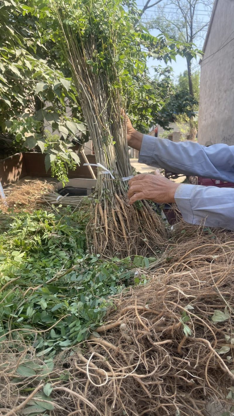 紫穗槐基地种植大量价格低，紫穗槐杯苗处理