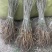 紫穗槐基地种植大量价格低，紫穗槐杯苗处理