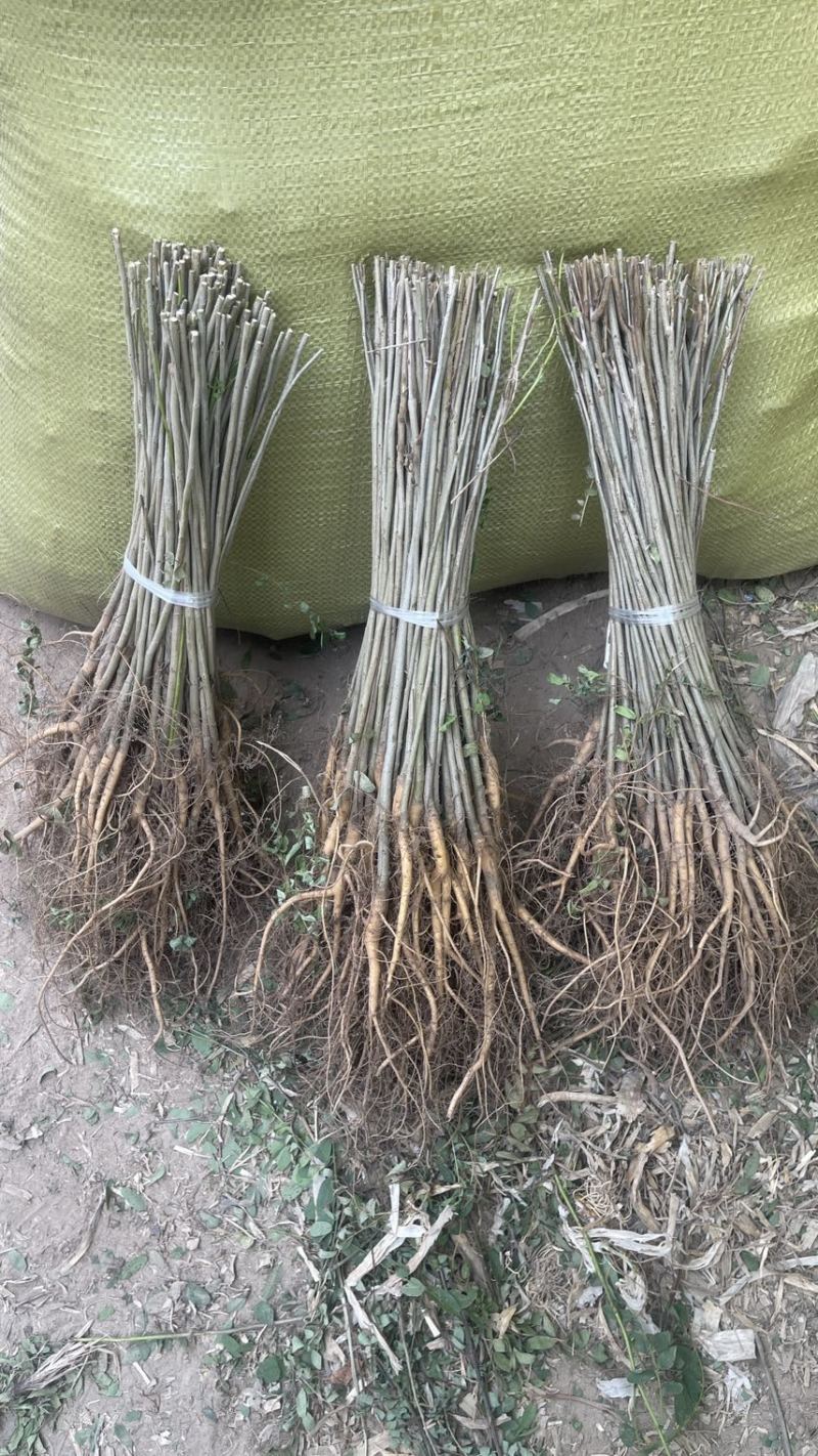 紫穗槐基地种植大量价格低，紫穗槐杯苗处理