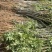 紫穗槐基地种植大量价格低，紫穗槐杯苗处理