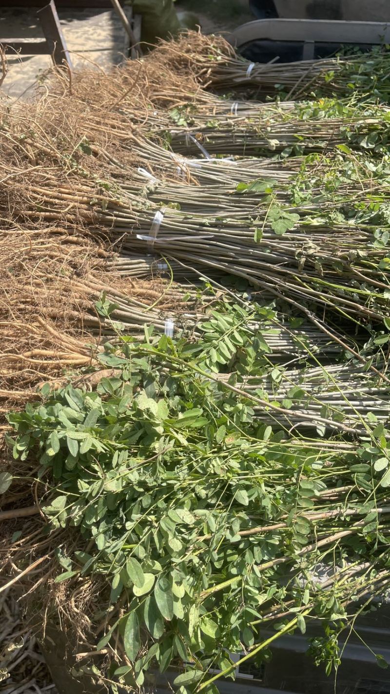 紫穗槐基地种植大量价格低，紫穗槐杯苗处理