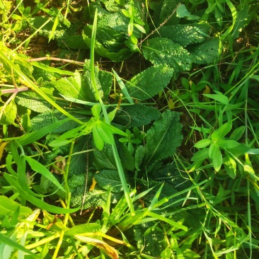 鲜货哈蟆草