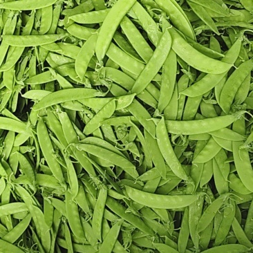 现货小夹豆