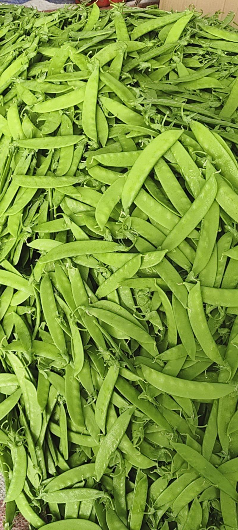 现货小夹豆