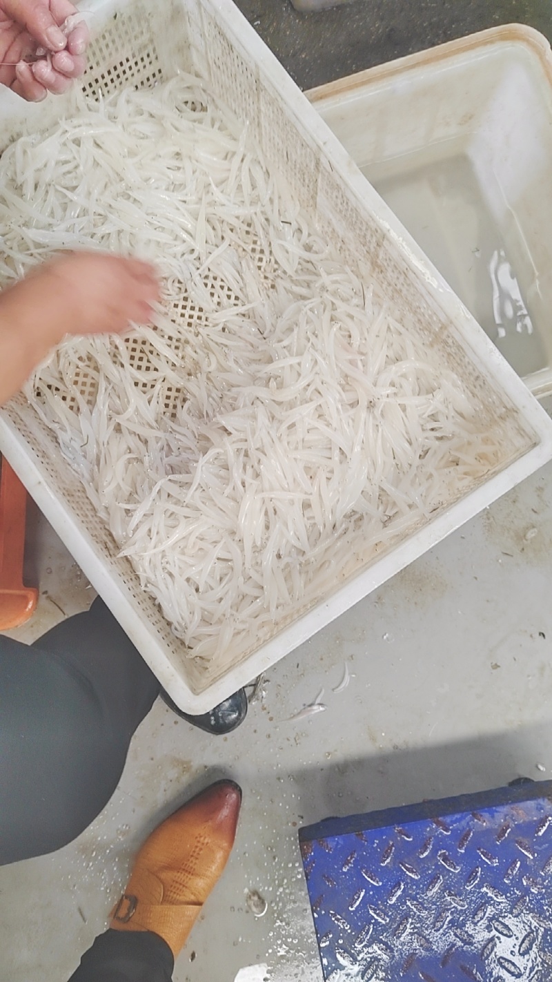 新鲜银鱼