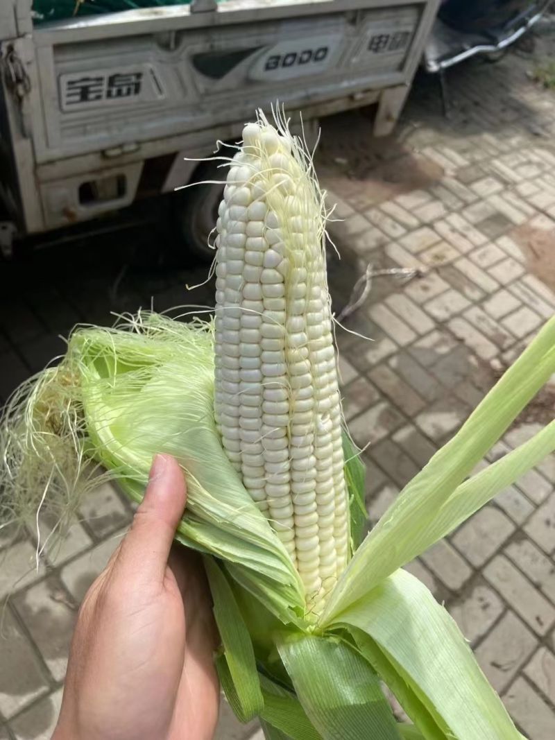 绥中万诺玉米，大量上市。价格美丽