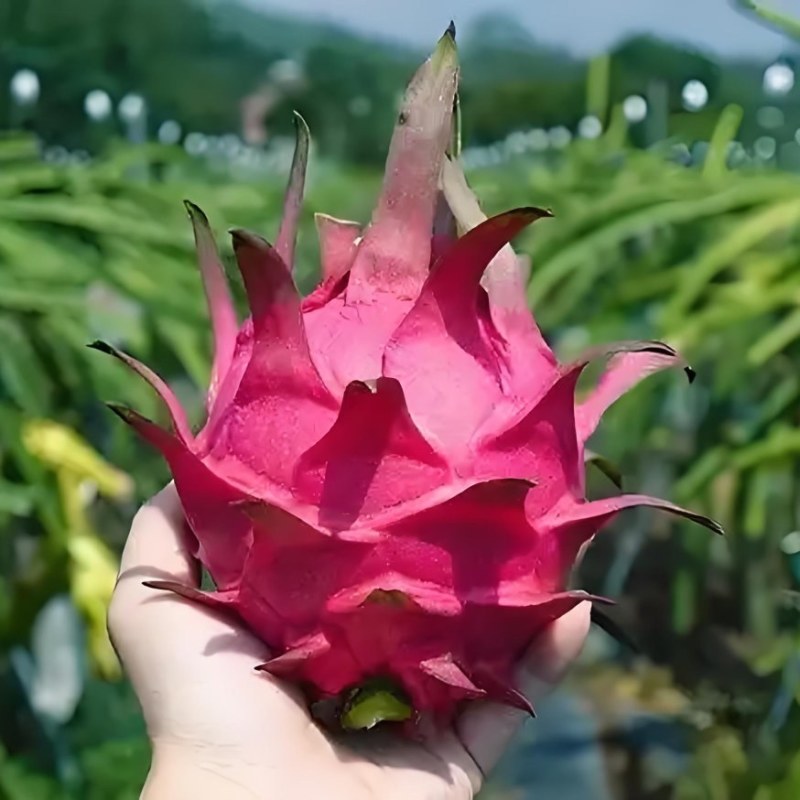 火龙果，果肉细腻软糯，果香浓郁，入口即化，清爽脆嫩，