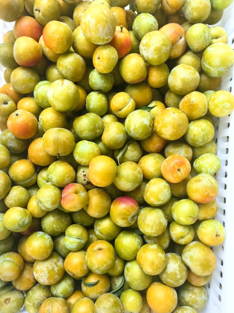 广东蜂蜜李次果，裂纹果，可做酱料