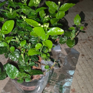 【茉莉苗】可商议价格~请电话联系~茉莉花苗，带花苞发货