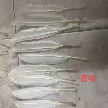 鸭毛直毛