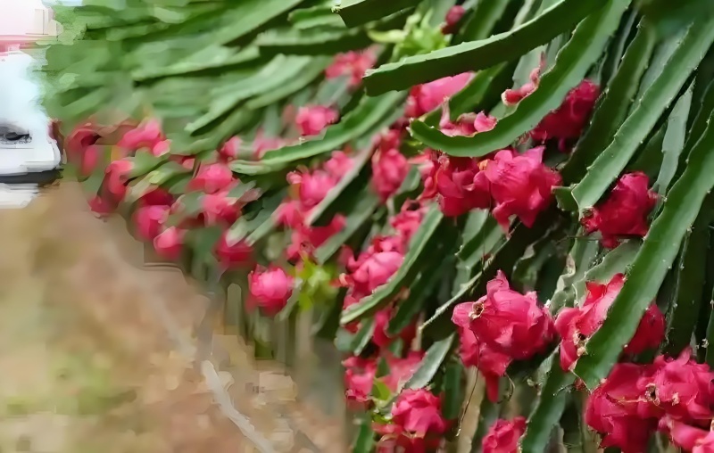 火龙果，果肉细腻软糯，果香浓郁，入口即化，清爽脆嫩，