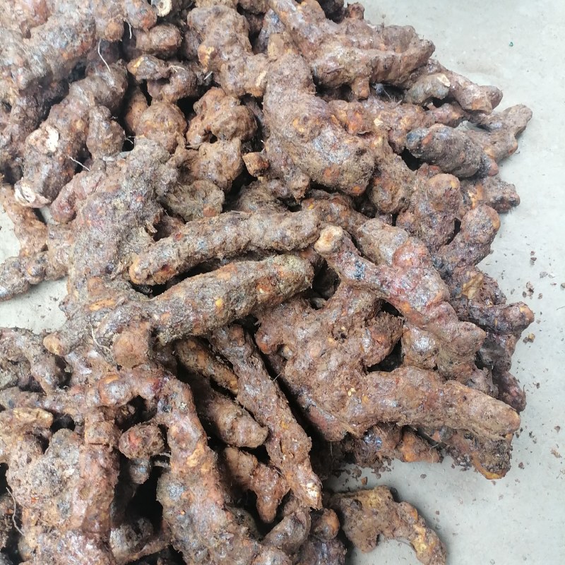 土茯苓本地新鲜土茯苓产地货源长期有货