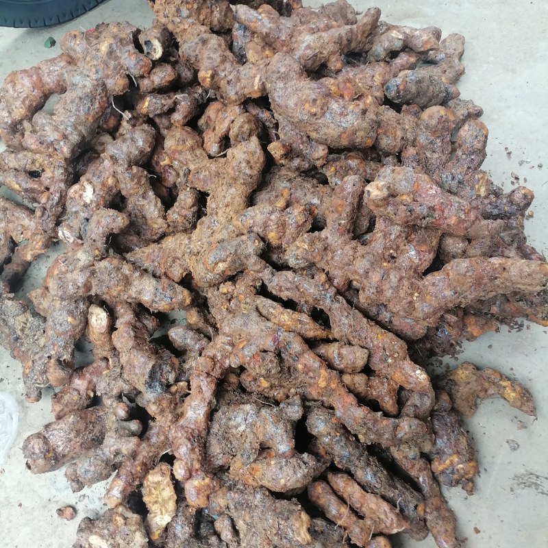 土茯苓本地新鲜土茯苓产地货源长期有货