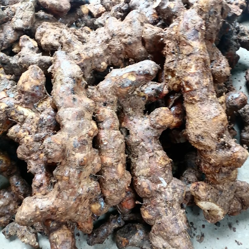 土茯苓本地新鲜土茯苓产地货源长期有货