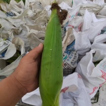 万糯2000产地大量现货！