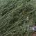 樟树寄生螃蟹脚