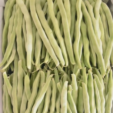 精品白豆角产地大量现货